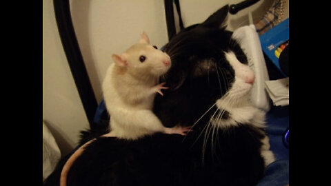 pet rat loves his kitten friend