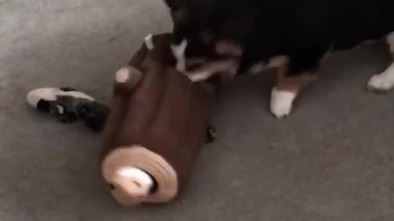 Corgi desperately attempts to fetch treat from toy