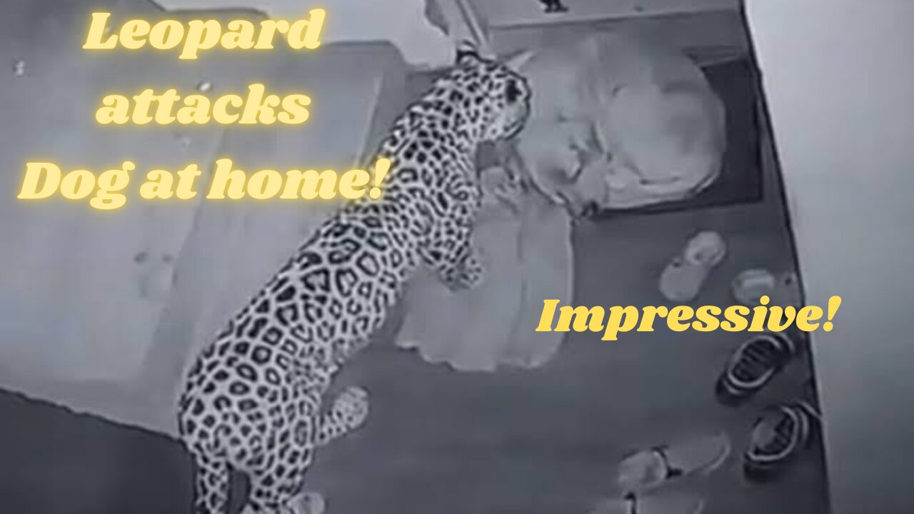 leopard attacks dog at impressive home door