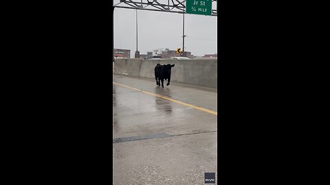 "Moo"-ve Out Of The Way