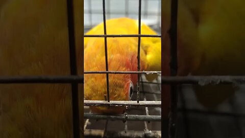 Tum Itne Cute Kyun Ho 🥰🥰 l #shorts l #sunconure l @BikisAviary