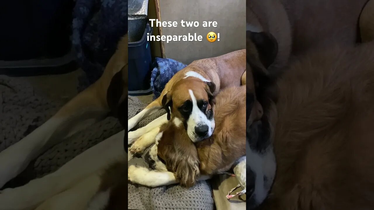 #bestfriend #snuggly #brother #cutedog #happylife