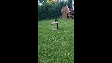 Leapin puppy