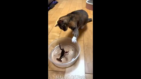 😀😂Funniest Cats and dogs video. #1 funniest animals 2023