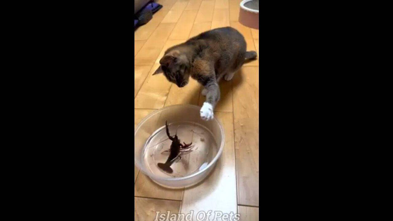 😀😂Funniest Cats and dogs video. #1 funniest animals 2023