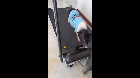 A pig exercises himself !