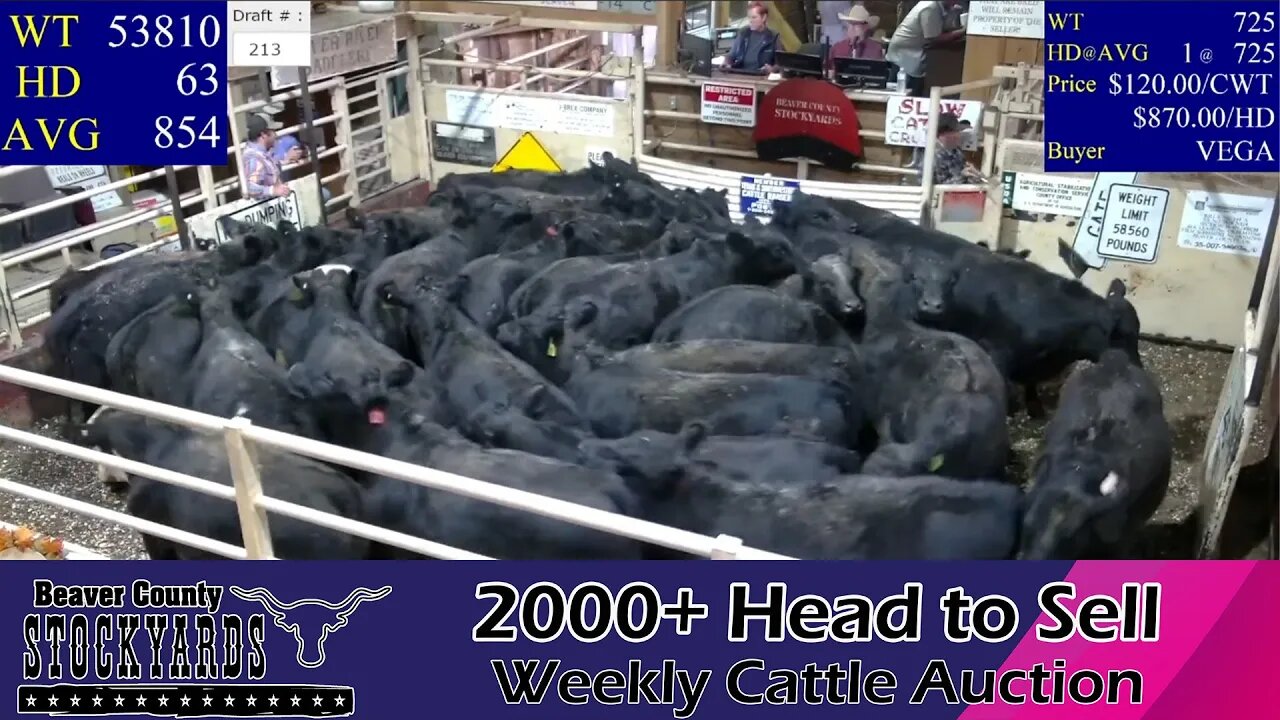 11/15/2022 - Beaver County Stockyards Livestock Auction