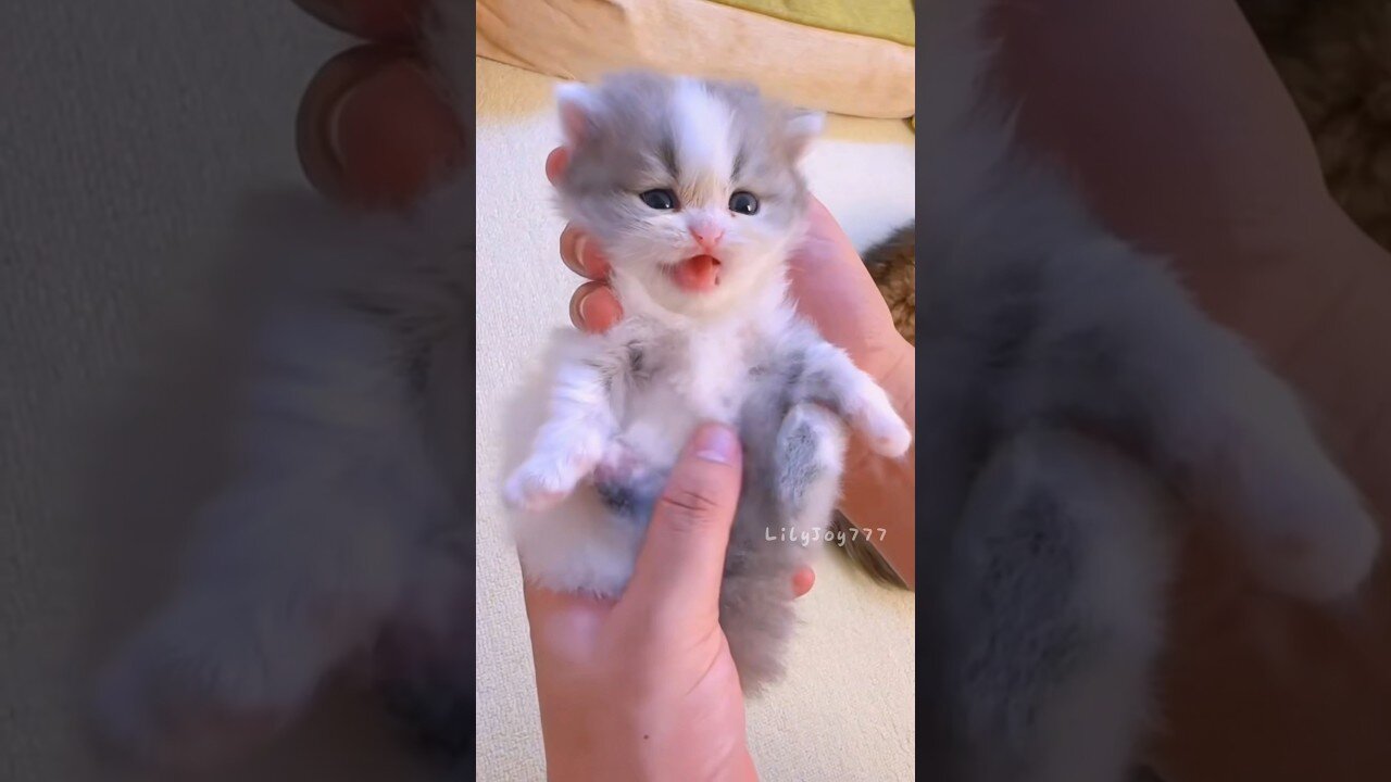 The little kitten is meowing!💕😻 #meow #cute #kitten #cat