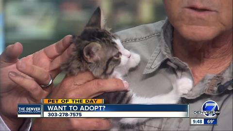 Pet of the day for July 16th - Darla the kitten