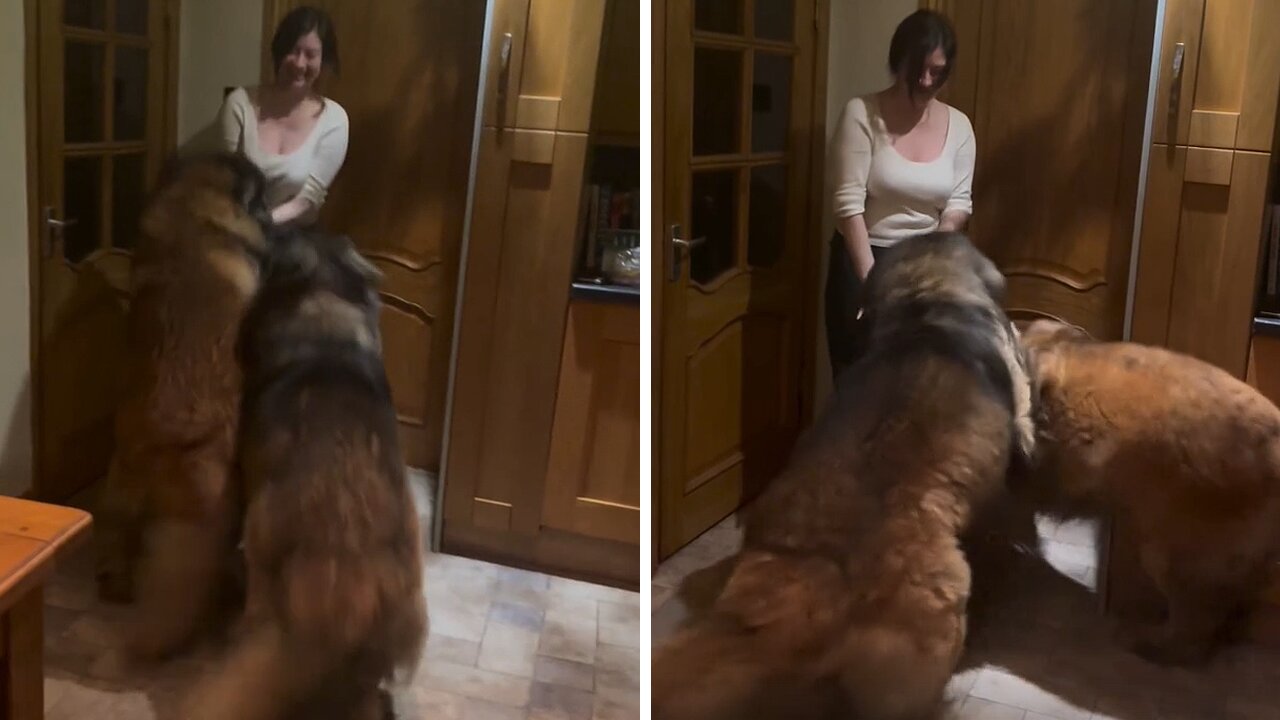 Gentle Big Dogs Get To Excited Too See Their Human Sister