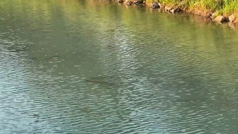 Fish In River