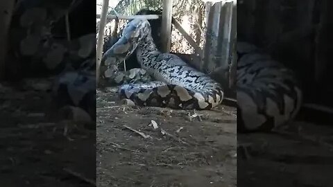 Worlds Largest Snake