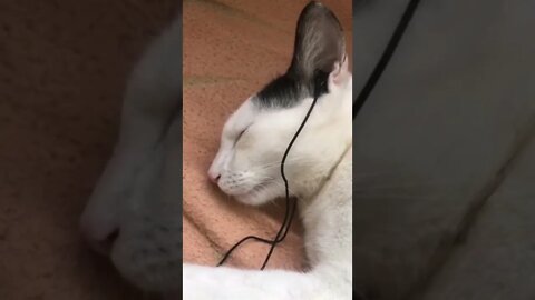 The cat listening to the song #11