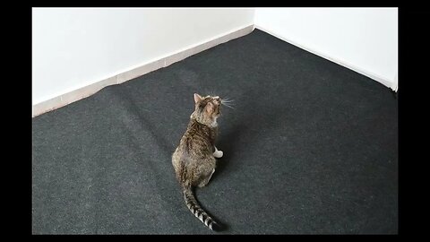 Cat Photography