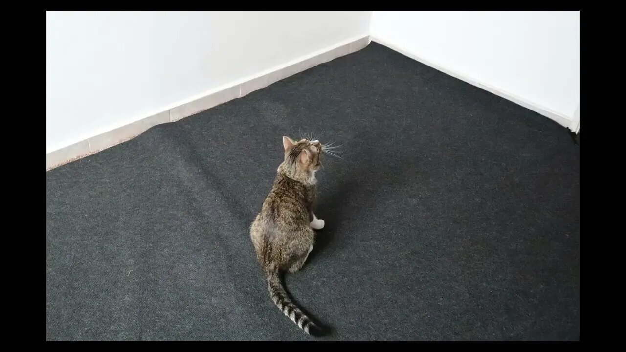 Cat Photography
