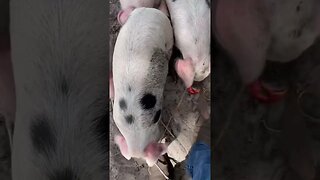 Orchard piglets getting their first apples #piglets #gloucestershire #pigs #pig