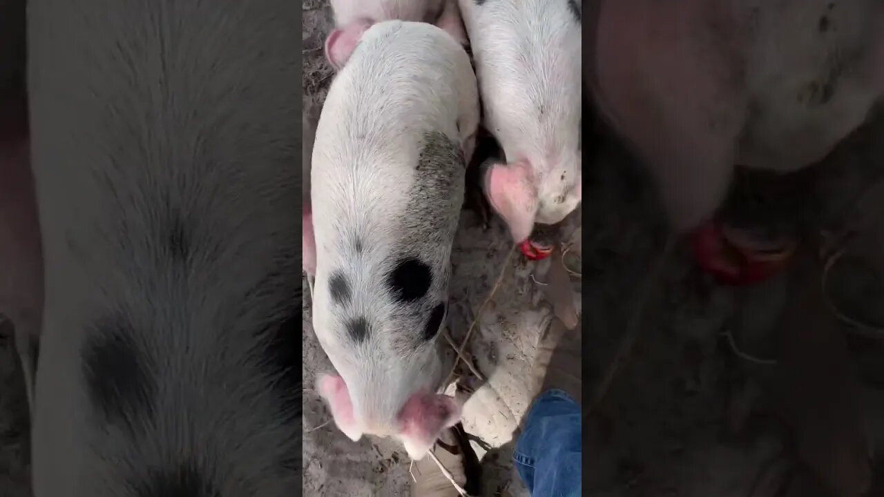 Orchard piglets getting their first apples #piglets #gloucestershire #pigs #pig