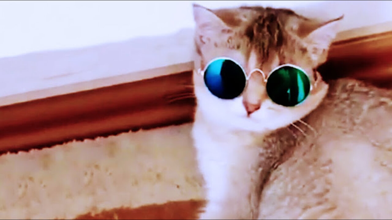 Funniest Animals 😍😂 - Best Of The 2021 Funny Animal Videos