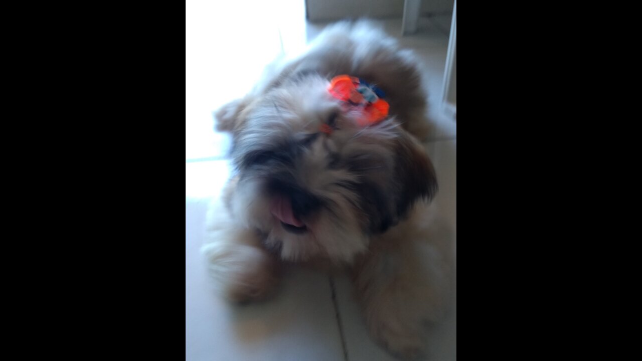 Shih Tzu dog playing with broom