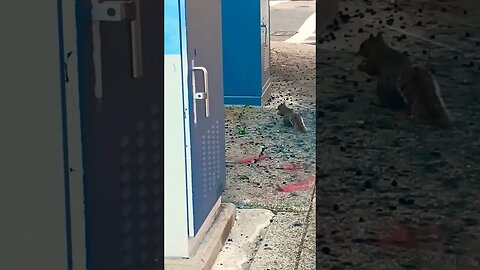 The squirrel got a good thing. #blackyoutube #love #makegoviral #nature