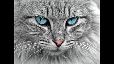 What happens if cut cat's whiskers