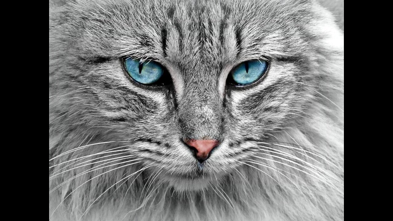 What happens if cut cat's whiskers
