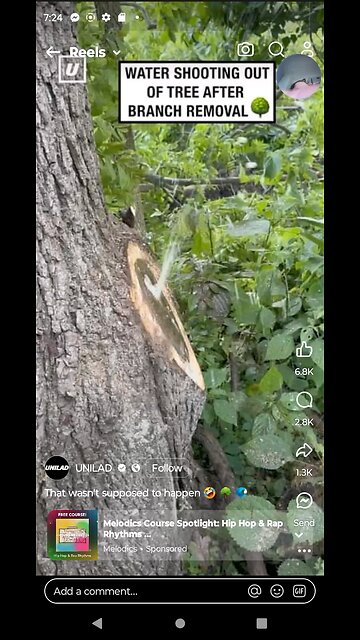 reacting to this really weird tree after its limb gets cut off