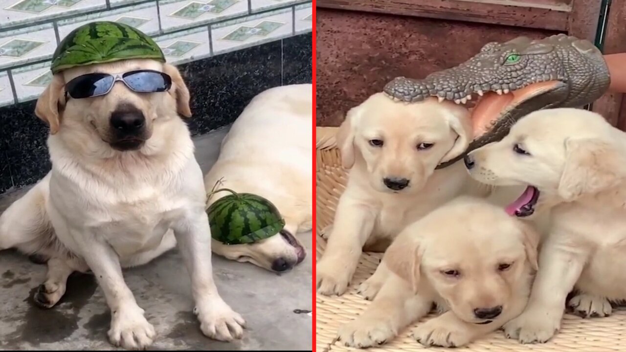 Funniest and Cutest Labrador Dogs #1 | Funny Puppies Video