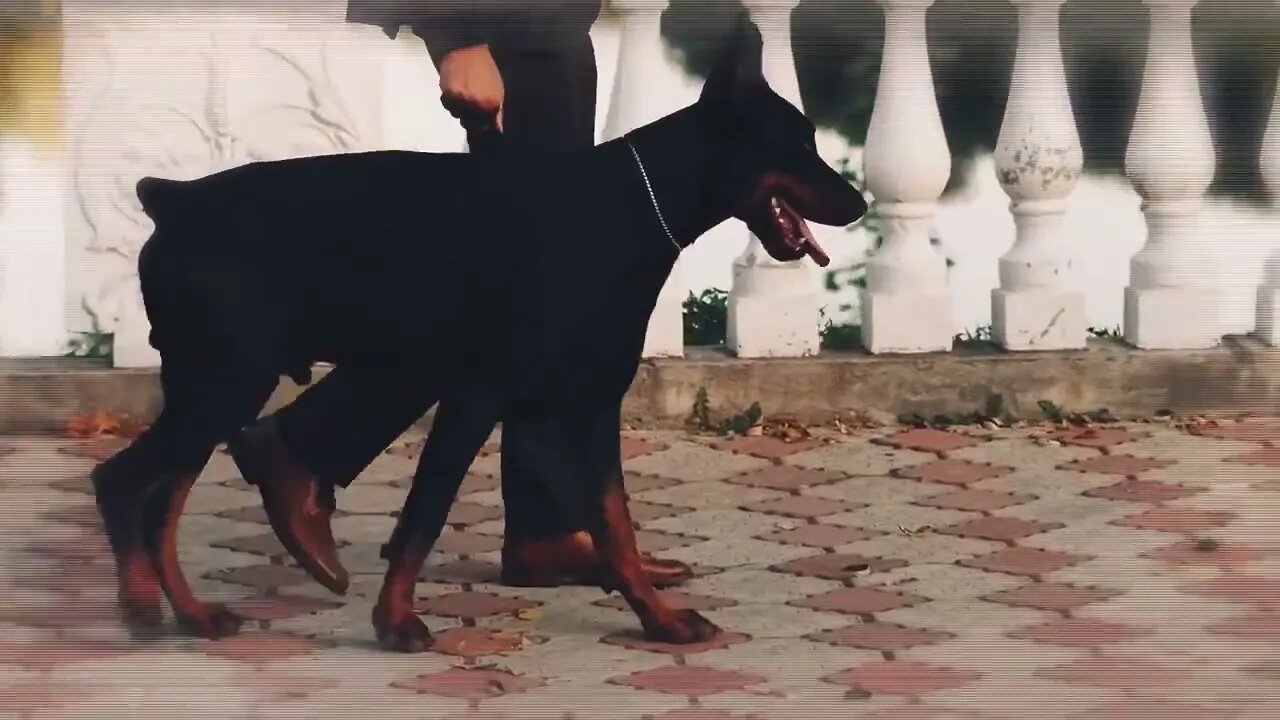 These Dogs Can Run Faster Than Usain Bolt