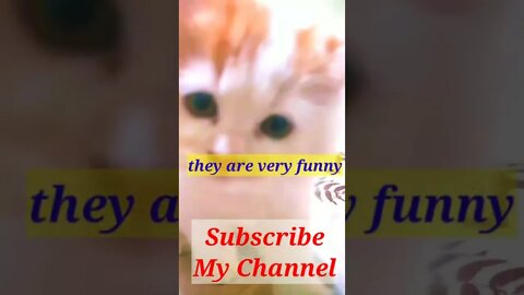 funny cat videos