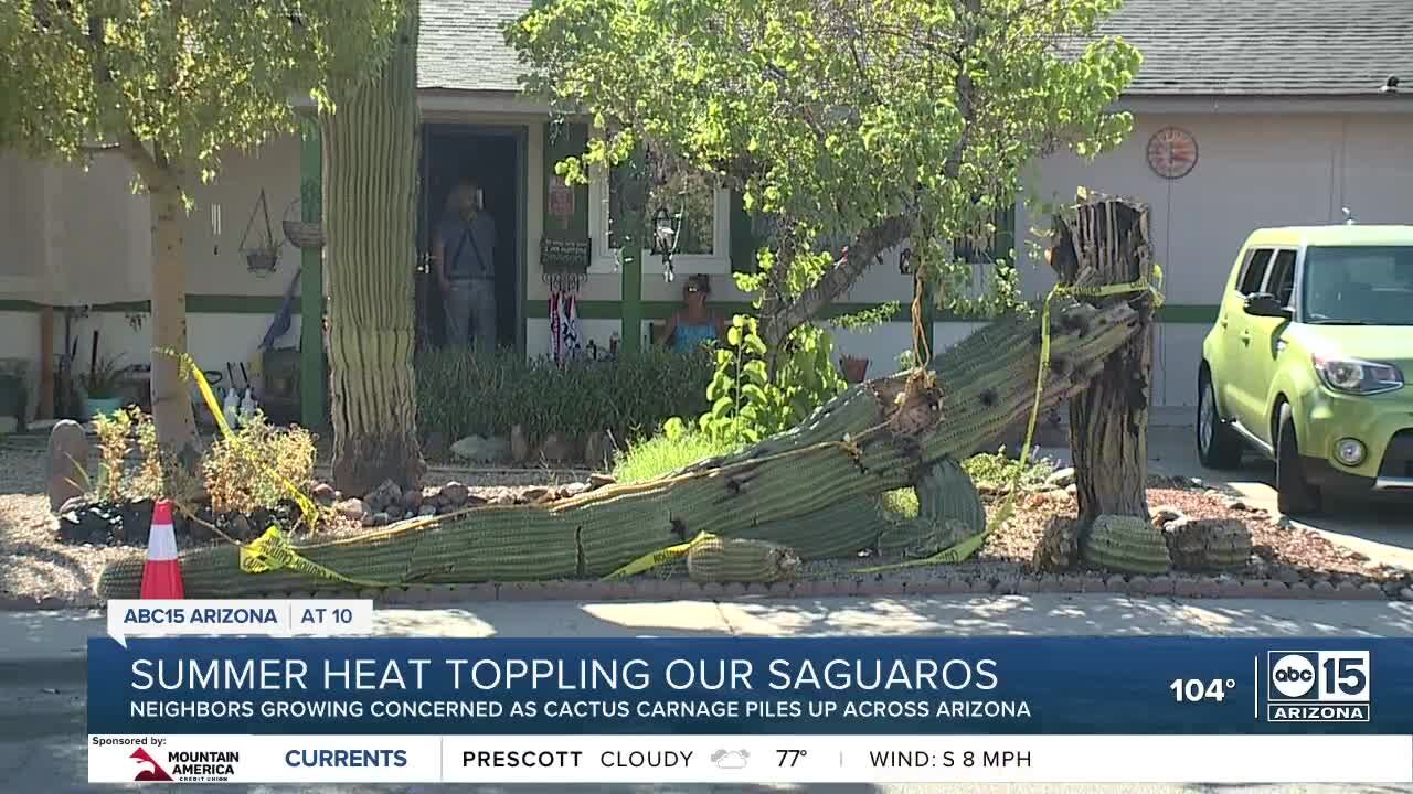 Summer heat toppling saguaros; what can homeowners do?