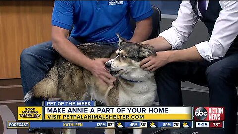 Pet of the week: 4-year-old Annie loves cuddling and afternoon walks
