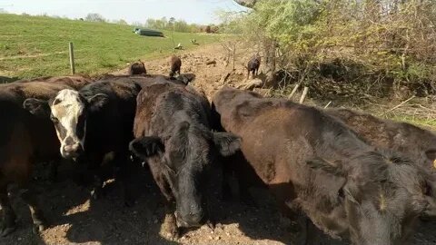 It's in the top 3 things I like to do on the farm. Turning the cows out on pasture.