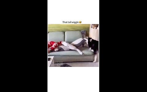 funny dog