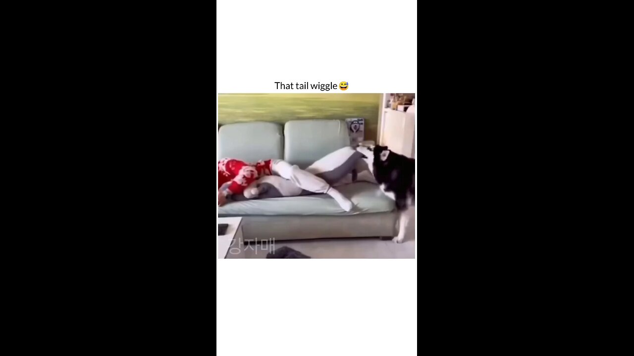 funny dog