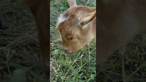 Betty can ignore anything 😂 #farmlife #farmanimals #funnyanimals #goats #buck