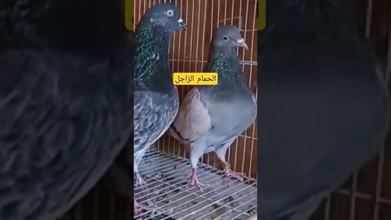 الحمام الزاجل فصيلة الفعل؛ كيوت روعة