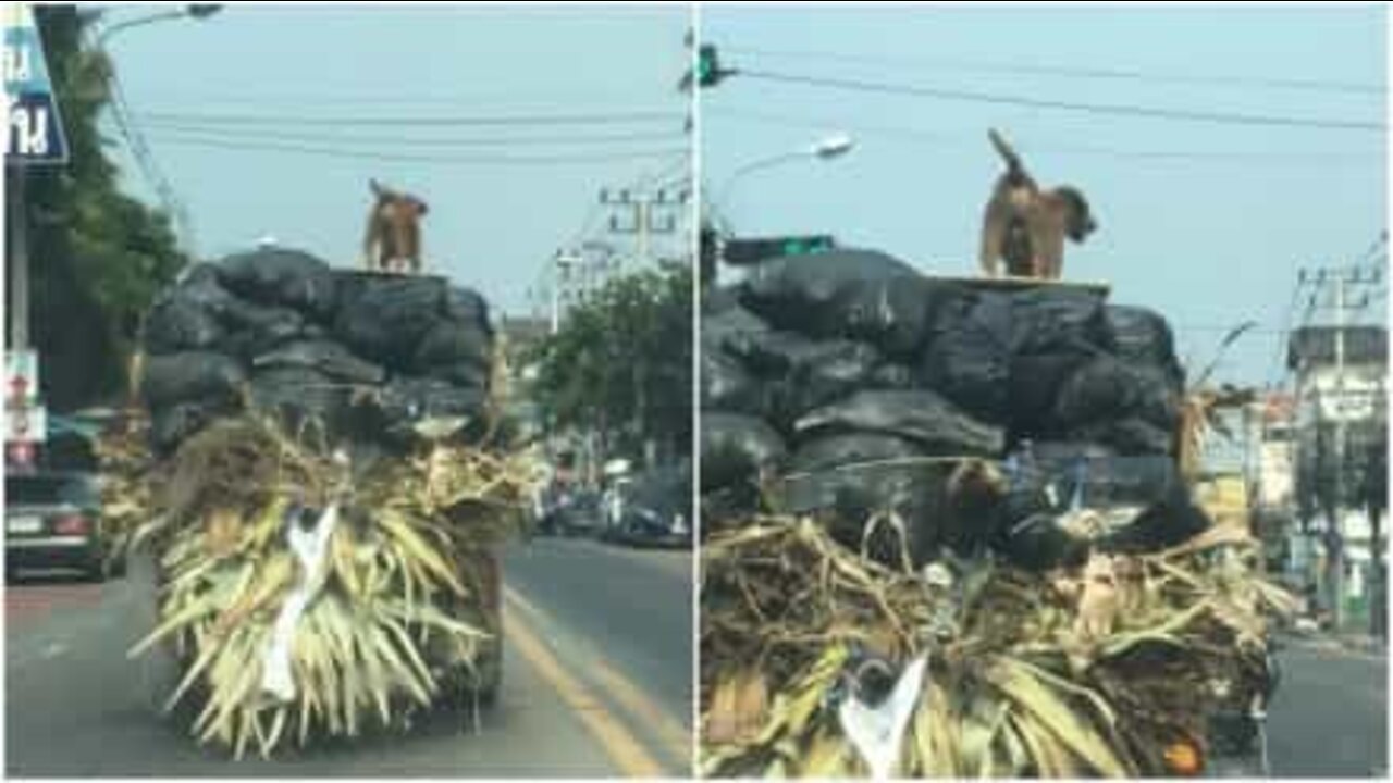 Cão surfa em caminhão pelas ruas de Bangkok