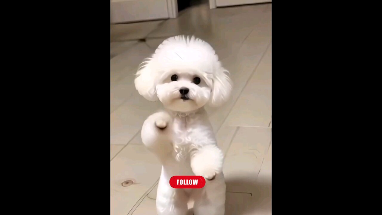 Beautiful~cat's~dance on~the ~dog>🐕😻