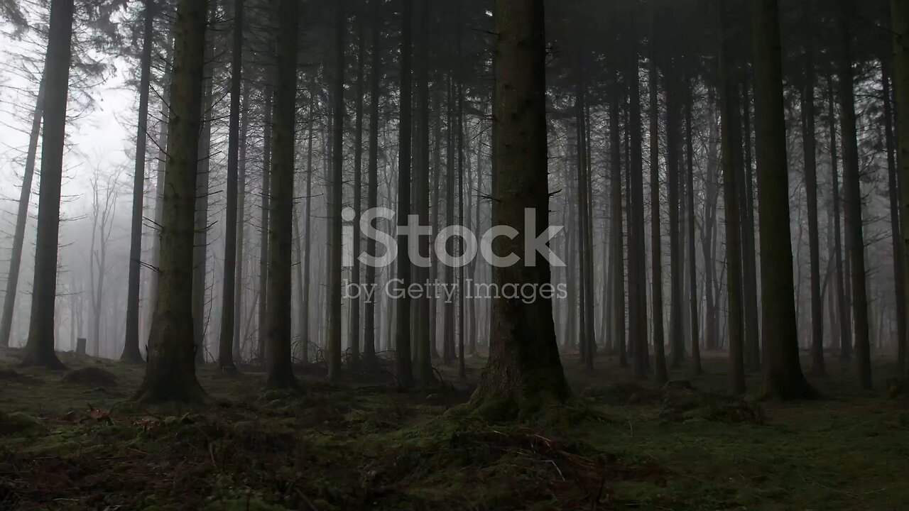 the misterious forest