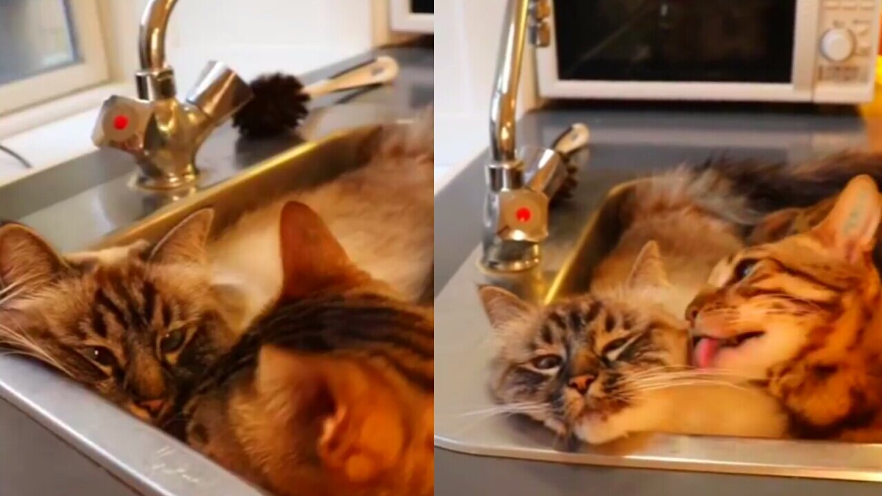 Kitto take care of her husband inside the kitchen sink