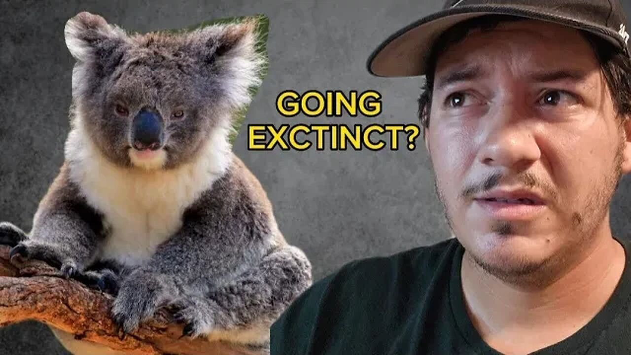 Is the Clap responsible for the Koalas demise??