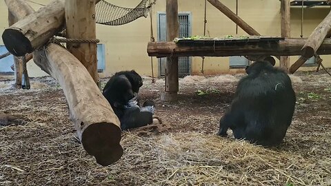 BABY CHIMPANSEES BEEKSE BERGEN