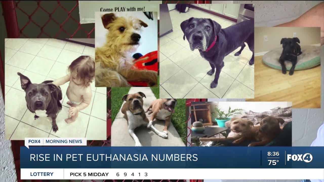 Shelter euthanasia rates rising