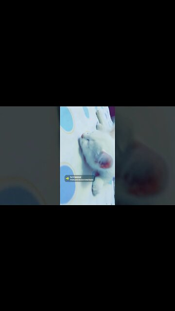 My cute Cats #persian #persianstyle #cutecats #cat #kitten #catlover #kittensounds #cute #kelly