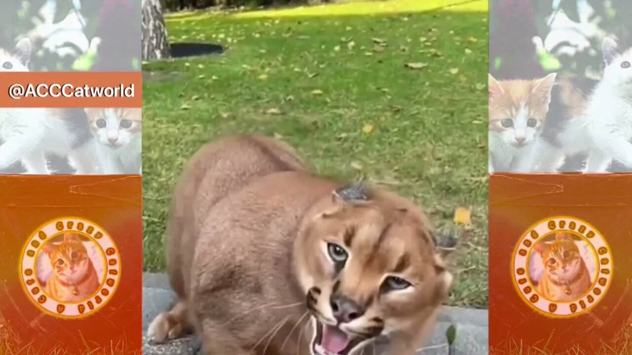 A Vicious Cat On Steroids? And Guess Who Loves It? 😹 (Funny Cat Videos)