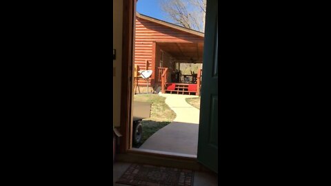 Dixie not liking the wind