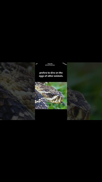 True to its name, the African egg eating snake #reptiles #snakes #shorts