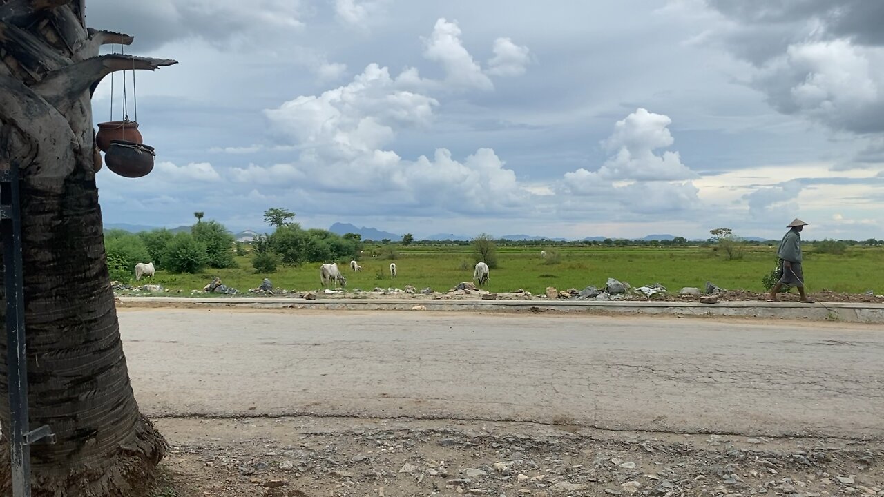 The Burmese herder and cows