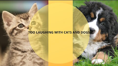 TOO LAUGHING WITH CATS AND DOGS